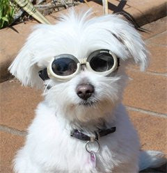 Doggles Eyewear