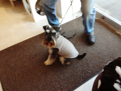 Polar Vests